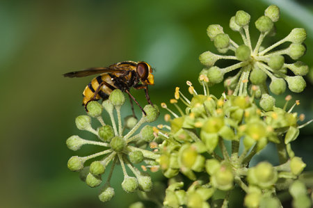 Close up of a hornet mimic hoverfly (Volucella zonaria) on ivy blossoms.