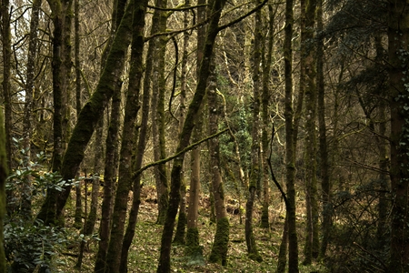 Lots of trees
