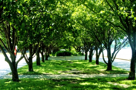 Shady Trees on a hot sunny dayの写真素材