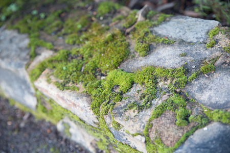 rock-wall covered in moss, Botanical Gardens, Canberra, Australiaの写真素材