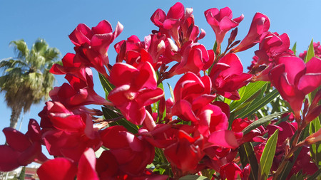 Nerium oleander is a shrub or small tree in the dogbane family Apocynaceae, toxic in all its parts....