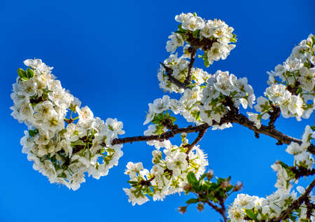 White cherry blossom covering a branch with deep blue sky.. Pink buds and white petals.