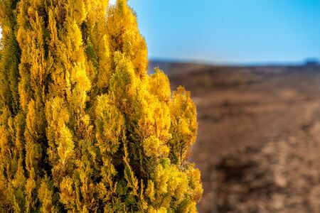 Fragment of a bright yellow thuja on a blurred background of sky and mountains. Beautiful background...