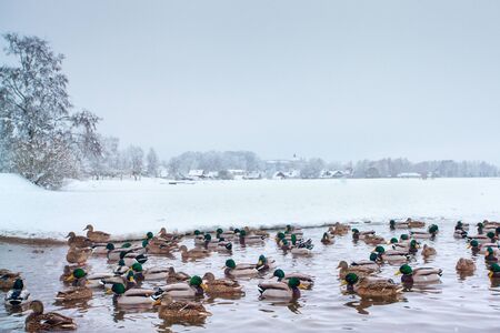 A lot of wild ducks swims in the winter in the unfrozen part of the lake. Valday. Snowfallの写真素材