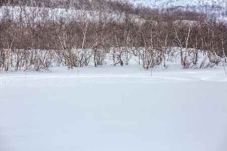 Road milestones against the snow-covered plain and birch forest in the distance. Norway