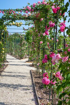 Alley of colorful climbing roses. Roseraie du Val-de-Marne. Selective focus.の写真素材
