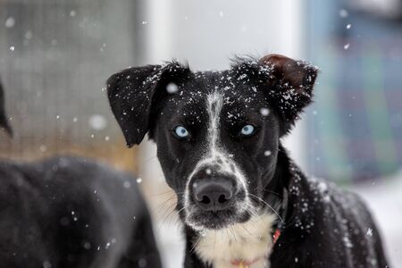 Portrait of a dog in snow flakes. Black and white metise with blue-colored eyes from the team of...