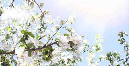 Spring background. Branches of a blossoming apple tree in the sunshine against a blue sky. Spring...