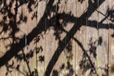 The shadow of a flowering tree on an old fence of boardsの写真素材