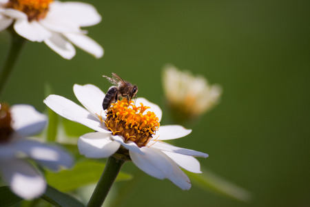 A bee gathering a flower in a parkの写真素材