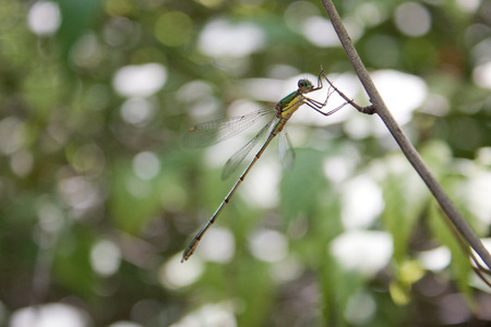 A lullaby on a blur の写真素材