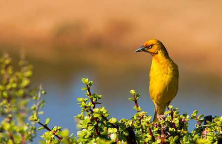 Yellow Cape Weaver bird close up on green shrub with space for textの写真素材
