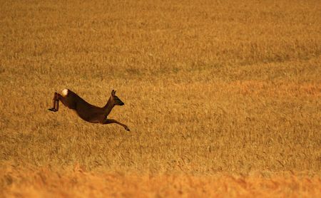 Leaping Deerの写真素材