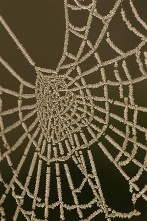 Spiders Web In the frostの写真素材