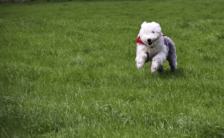 Old English Sheepdog running in a green field of grassの写真素材