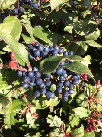 fruit on the bushの写真素材