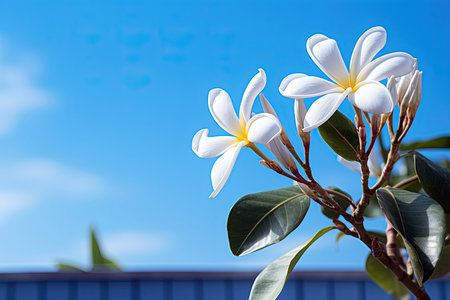 Frangipani flowers in the garden with blue sky background.の素材