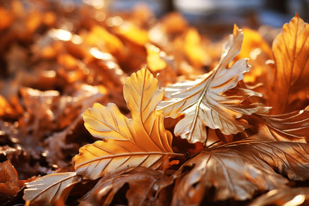 Fallen autumn leaves on the ground. Shallow depth of field.の素材