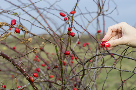 Woman's hand picking rose hipの写真素材