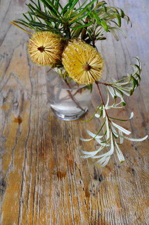 Australian Banksia, native flowers, wild rich golden natural yellowの写真素材