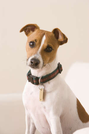 A terrier wearing a collar and a dog tag is sitting on a chair looking at the camera. Vertical shot.の写真素材