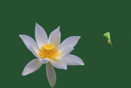 White Lotus and green lotus seedの写真素材