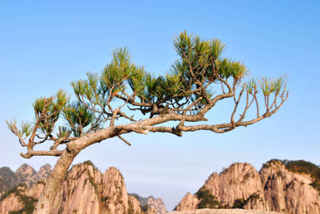 Beautiful Strong Shape of Pine Standing in Huangshan Chinaの写真素材