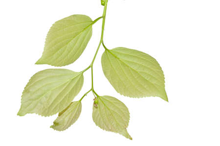 A branch with several leafs and fruits in white backgroundの写真素材