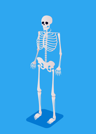 Human white isolated skeleton. Vector flat cartoon graphic design isolated illustrationのイラスト素材