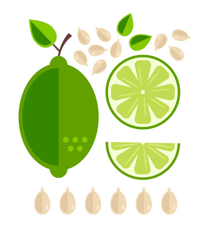 Different part of lime fruit cutting. Fresh fruits concept. Vector flat cartoon design graphic illustration iconのイラスト素材