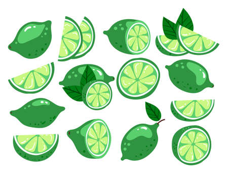 Cartoon hand drawn doodle modern style lime. Green citrus half, whole, cut fruit isolated on white background set. Modern style flat cartoon graphic illustrationのイラスト素材
