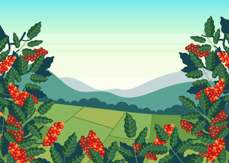 Coffee plantation field production concept. Vector flat cartoon design illustrationのイラスト素材