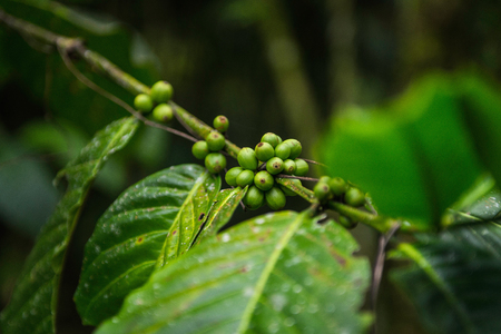 Coffee cropの写真素材