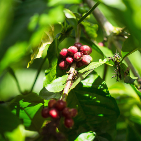 Indonesian Arabica Coffee. Photographed on a cofee farm in Indonesia. Coffee is produced from beans that have been eaten and defecated by civets. Also known as Kopi Luwak, this type of coffee is famous for its non-acidic, smooth taste and is one of the moの写真素材