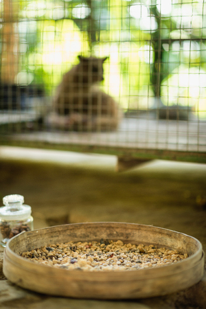 Civet coffee farm in Indonesia - Raw coffee beans in focus, caged animal in background. Coffee is produced from beans that have been eaten and defecated by civet. Also known as Kopi Luwak, this type of coffee is famous for its non-acidic, smooth taste andの写真素材