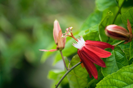 Red tropical flower, close up, selective focusの写真素材