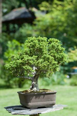 Bonsai tree in a garden, shallow depth of fieldの写真素材