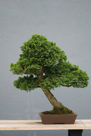 Bonsai treeの写真素材