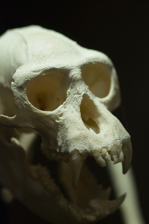 Apre skull in spooky light, prepared for natural history exhibition