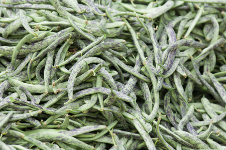 Fresh green beans, purple stained variety. Selective focusの写真素材