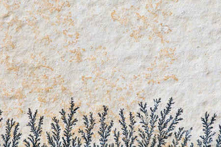 Detail from a stone with fossilized algae, rare natural occurance, composition with convenient copy spaceの写真素材