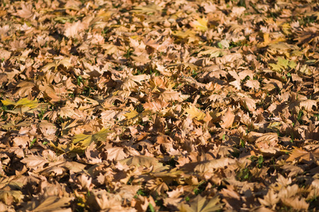 Fallen leaves in sunlight. Shallow depth of field, focus in the center.の写真素材