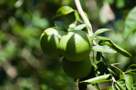 Limes on the branch. Close-up, selective focusの写真素材