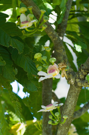 Gustavia - rare endangered tropical flower in its habitat.の写真素材