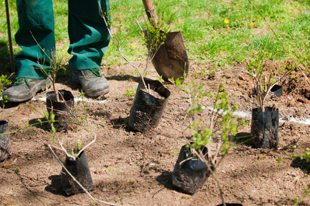 Gardener preparing to plant fresh seedlings in a parkの写真素材