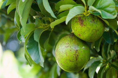 Avocado tree, selective focusの写真素材
