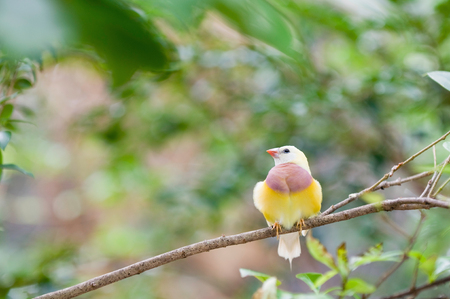 Juvenile Gauldian Finch on a tree branch. Selective focus, copy spaceの写真素材