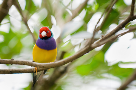 Gouldian finch female. Selective focusの写真素材