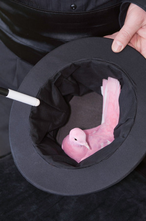 Hands of a magician showing pigeon hidden inside top hatの写真素材