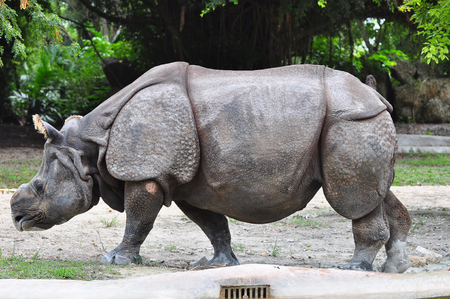 Portrait of an Indian Rhino. Selective focusの写真素材